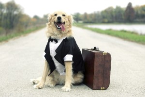Где оставить собаку на время отпуска: профессиональная передержка от «Центра собак»